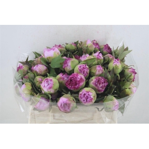 Paeo L Boom Roze P Stem