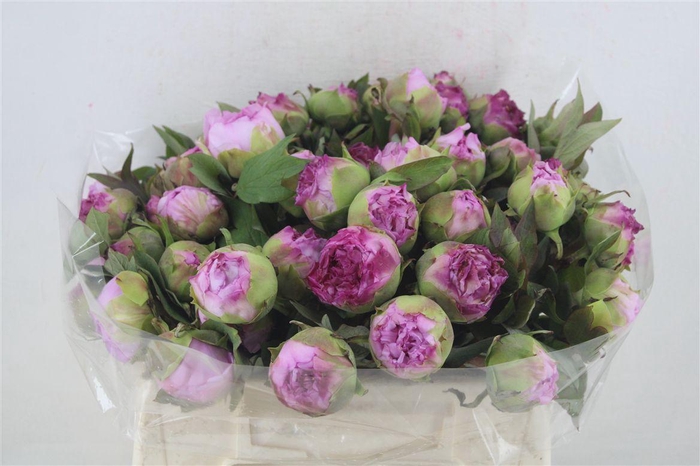 <h4>Paeo L Pink Noemie</h4>