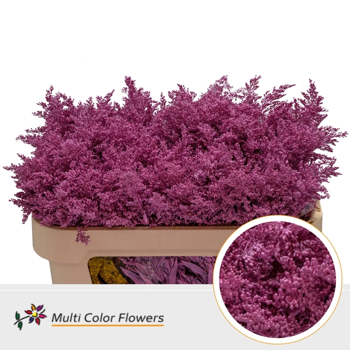 <h4>Solidago dyed Rose Pink</h4>