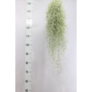 Tillandsia usneoides