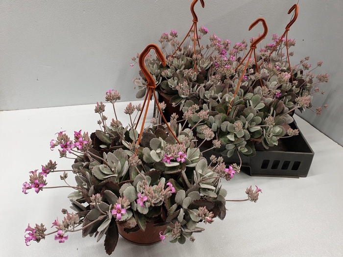 <h4>KALANCHOE PUMILA</h4>