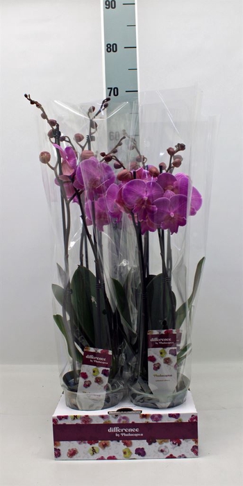 <h4>Phalaenopsis   ...</h4>