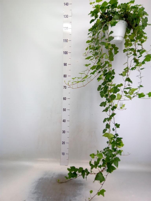 <h4>Hedera helix 'Wonder'</h4>