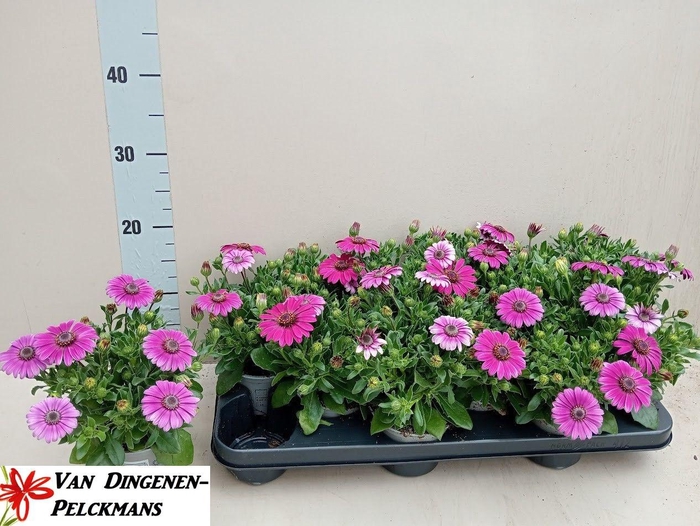 <h4>OSTEO FP PURPLE</h4>