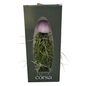 ARR TILLANDSIA