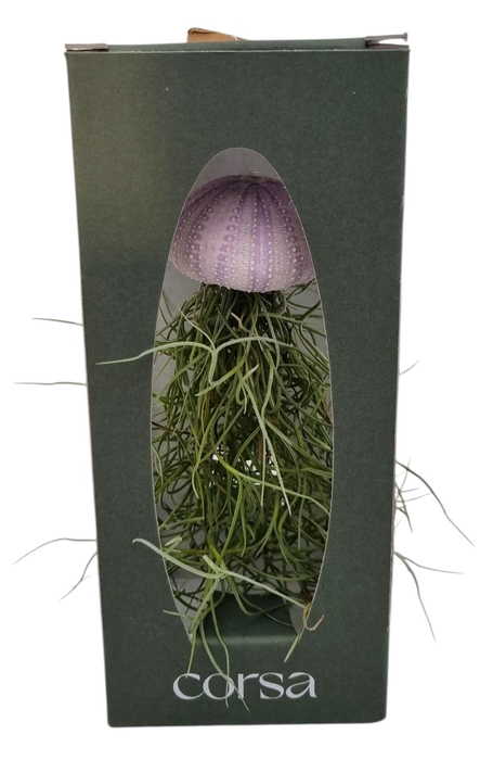 <h4>ARR TILLANDSIA</h4>