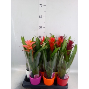 GUZMANIA MIX IN CERAMICS