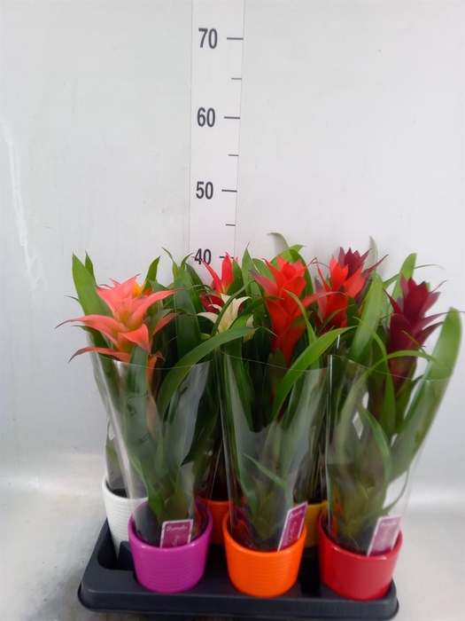 <h4>GUZMANIA MIX IN CERAMICS</h4>