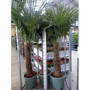 Trachycarpus fortunei