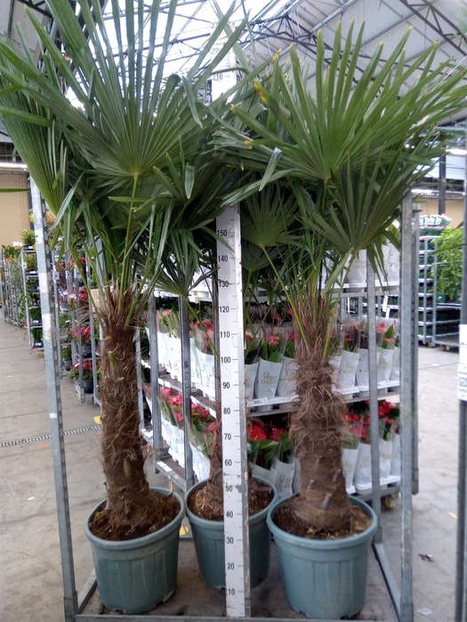 <h4>Trachycarpus fortunei</h4>