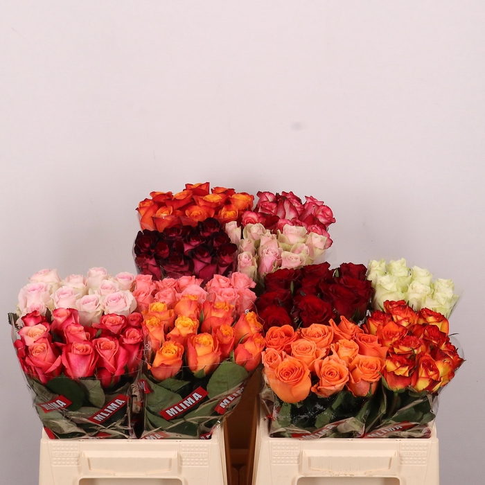 <h4>R GR GEM IN FUST</h4>