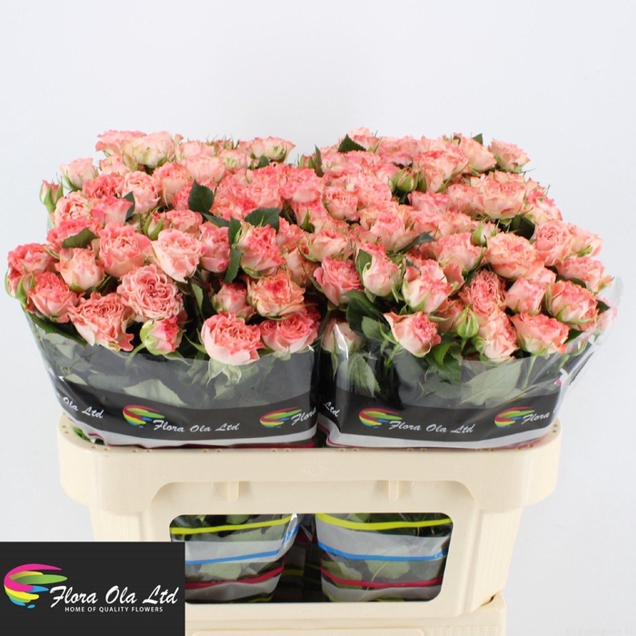 <h4>ROSA TR 'FAIR FLOW'</h4>