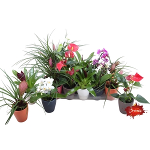 BROMELIA OV