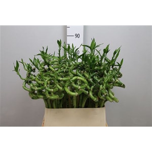 Drac Lucky Bamboo 80cm