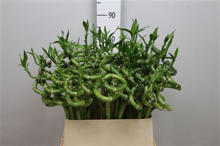 <h4>Drac Lucky Bamboo 80cm</h4>