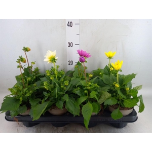 Dahlia DE 'Labella Medio'   ...mix