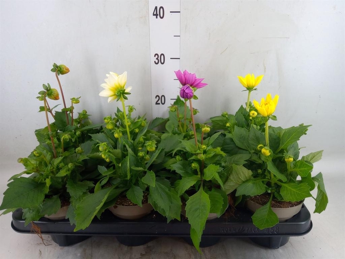 <h4>Dahlia DE 'Labella Medio'   ...mix</h4>