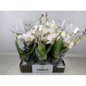 Phalaenopsis   ...white