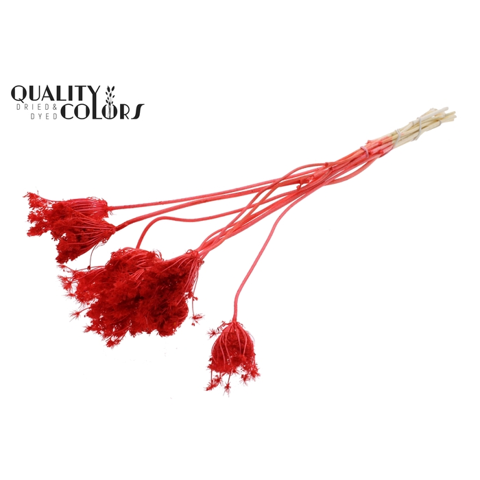 <h4>Ammi Majus 2-4cm 10pc/bunch Bleached Coral</h4>