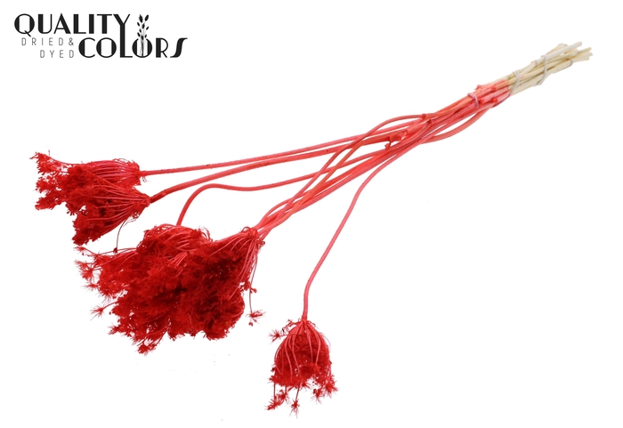 Ammi Majus 2-4cm 10pc/bunch Bleached Coral