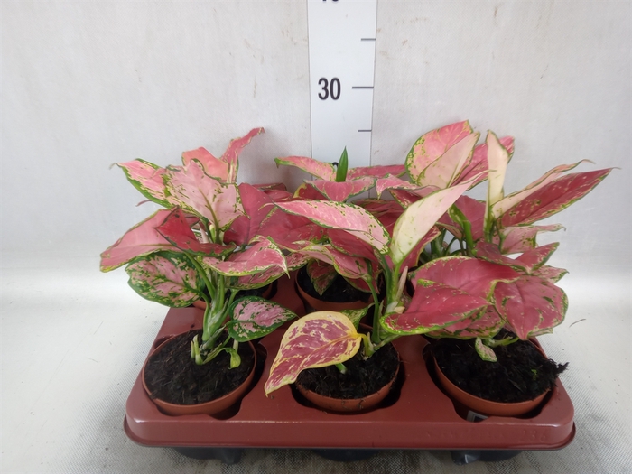 Aglaonema   ...