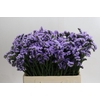 Limonium sinuatum Donau Birds