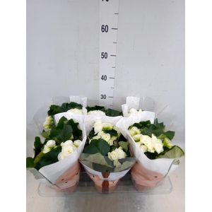 Begonia elat. HL 'Clara'