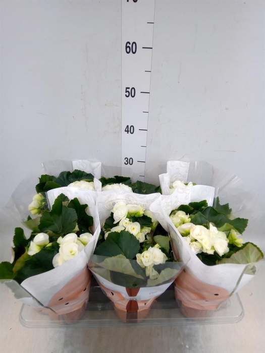 <h4>Begonia elat. HL 'Clara'</h4>