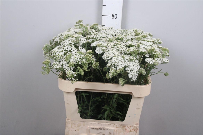 <h4>Achil M White Beauty</h4>