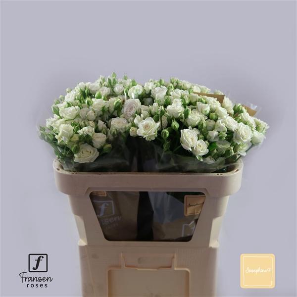 <h4>R TR Josephine 70cm</h4>