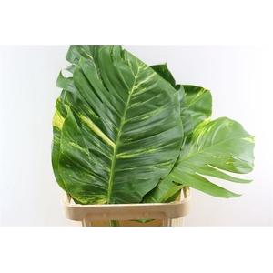Epipr Pothos
