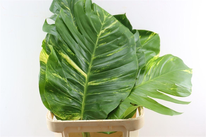 <h4>Epipr Pothos</h4>