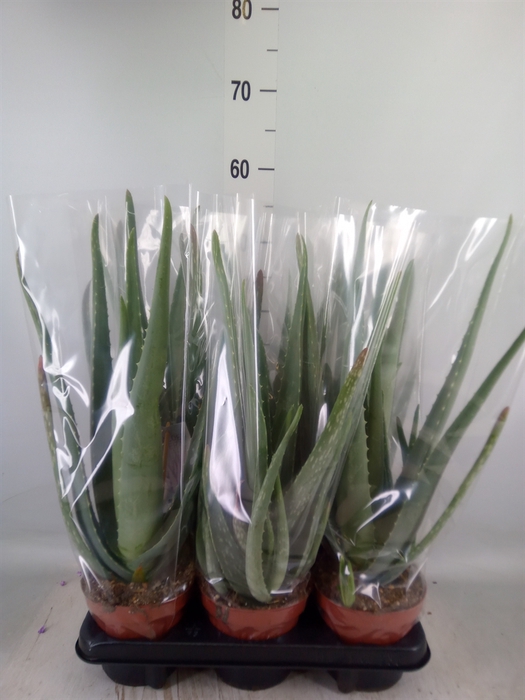<h4>Aloe vera</h4>