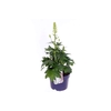 Delphinium Pacific Giant Magic