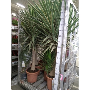 Yucca elephantipes 'Puck'   ...KS