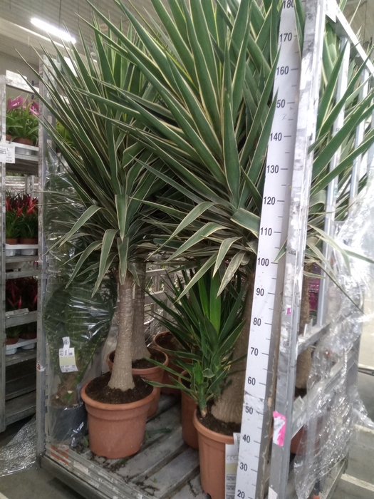 <h4>Yucca elephantipes 'Puck'   ...KS</h4>