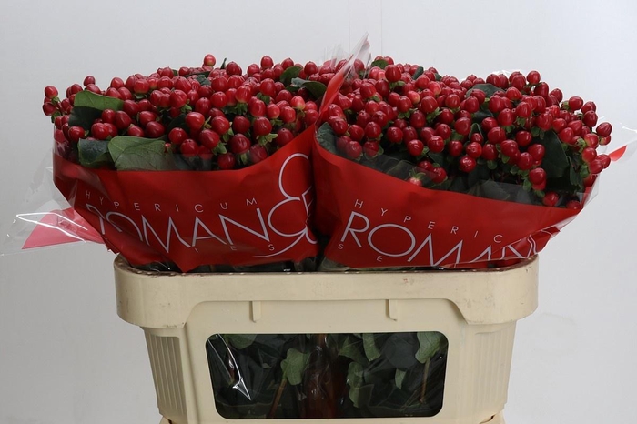 <h4>HYP TRUE ROMANCE</h4>