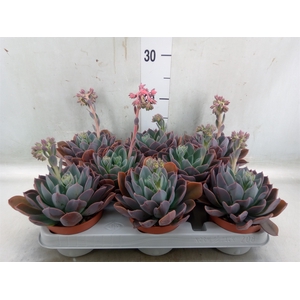 Echeveria  'Blue Prince'