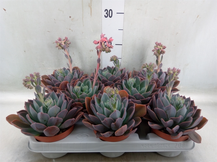 <h4>Echeveria  'Blue Prince'</h4>