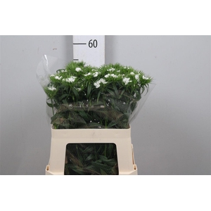 Di Barb S Will White