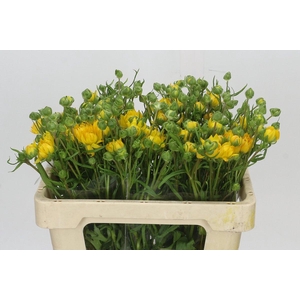 Ranunculus Natura Moderna Proxima