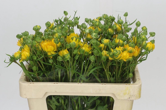 <h4>Ranunculus Moderna Proxima</h4>