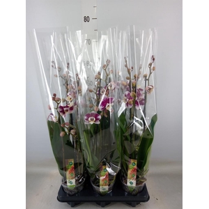 Phalaenopsis  'Ant Barcelona'