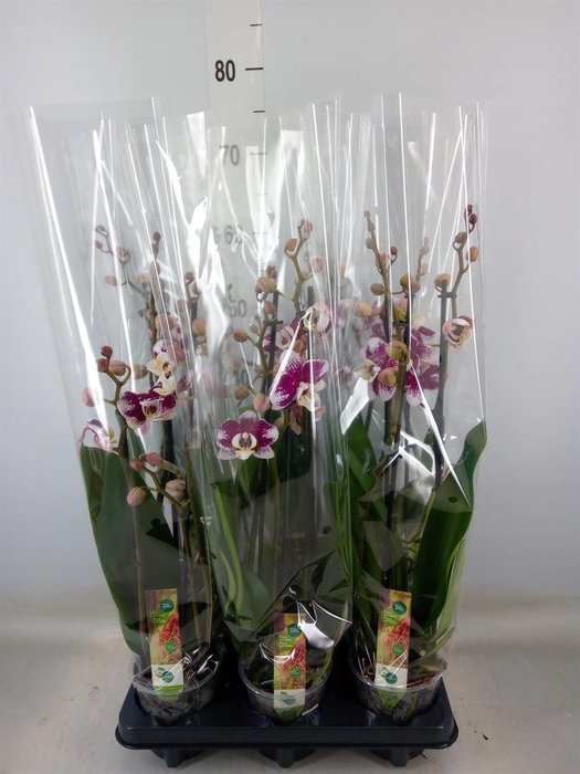 <h4>Phalaenopsis  'Ant Barcelona'</h4>