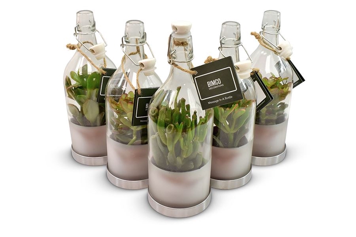 <h4>Crassula   ...mix</h4>