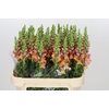 Antirrhinum Potomac Dark Orange