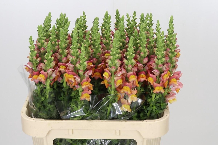 <h4>Antirrhinum Potomac Dark Orange</h4>