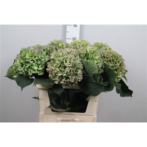 Hydr Cl M Verena Bl
