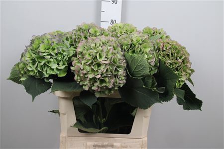 <h4>Hydr Cl M Verena Bl</h4>
