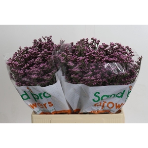 Limonium Florida Pink